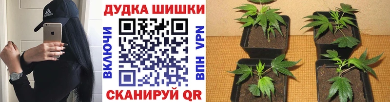 МАРИХУАНА семена  цены   ОМГ ОМГ сайт  Бобров 